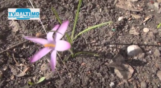 Первые подснежники . Природа просыпается …