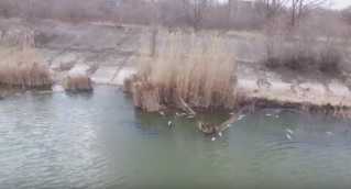 Мор рыбы на кирпичном озере в Бельцах