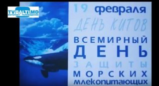 19 февраля-День кита и другие праздники.Праздник каждый день.
