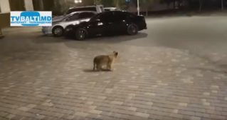 Променад львёнка По улице Одессы