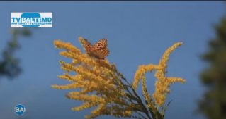 Прогноз погоды в Молдове на 21 июля