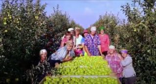 Урожай яблок в Стурзовке