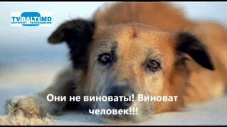 Проблема бездомных собак остаётся под вопросом